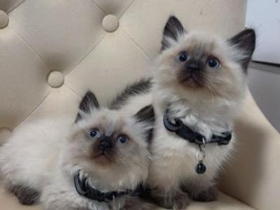 Munchkin Ragdolls - Munchkin - Gallery Photo #1