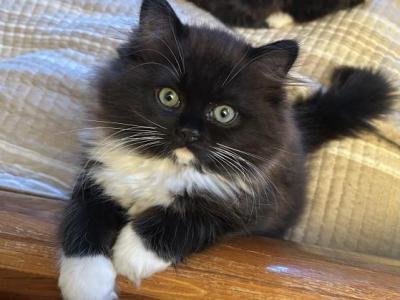 Adorable Tuxedo Ragdoll Kitten - Ragdoll - Gallery Photo #1