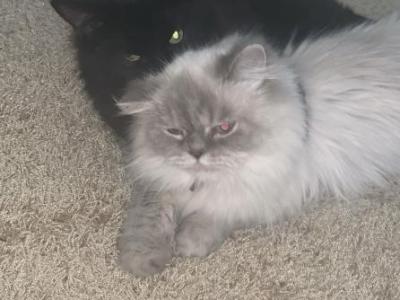 Persian - Persian - Gallery Photo #1