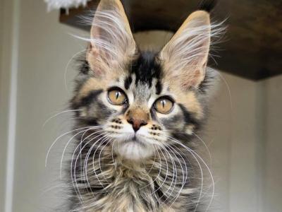 Unique - Polydactyl - Gallery Photo #1