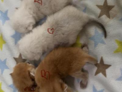 British Shorthair Litter - British Shorthair - Gallery Photo #1