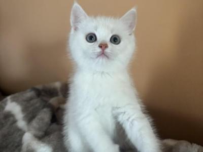 Simba - Scottish Straight - Gallery Photo #1