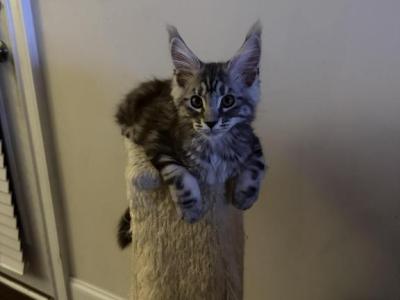 Light Tabby Male Maine Coon - Maine Coon - Gallery Photo #1