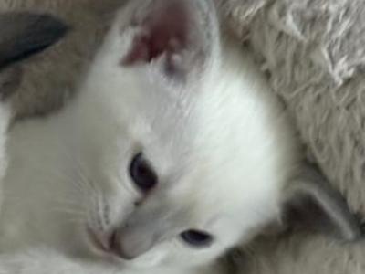 Lilac Male Siamese - Siamese - Gallery Photo #1