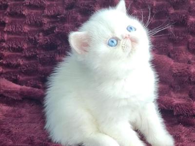 BLUE EYED WHITE EXOTIC SHORTHAIR BABY BOY CFA REG - Exotic - Gallery Photo #1