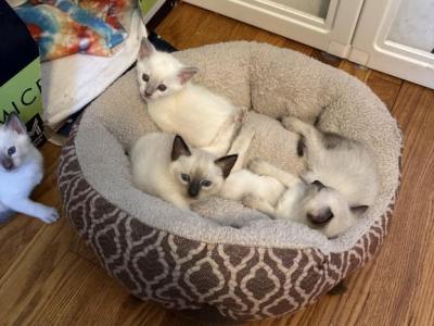 Chocolate Male - Siamese - Gallery Photo #1