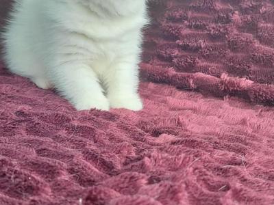 CFA REG COPPER EYED WHITE EXOTIC SHORTHAIR  GIRL - Exotic - Gallery Photo #1