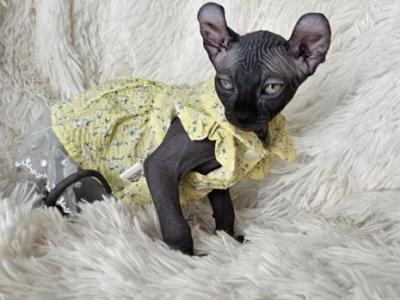 Sphynx Elf Girl Lola  TICA Rights - Sphynx - Gallery Photo #1