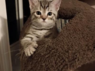 Cleo - Highlander - Gallery Photo #1
