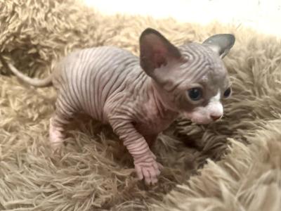 Dobby And Poppy's Babies - Sphynx - Gallery Photo #1