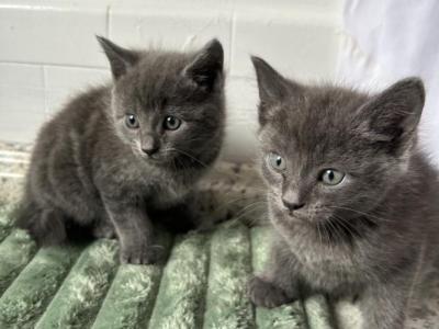 Bluey - Russian Blue - Gallery Photo #1