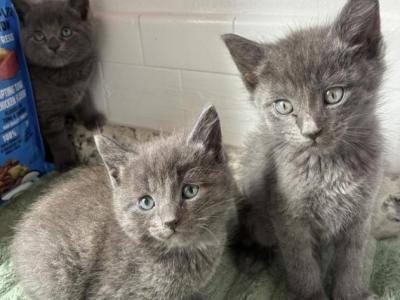 Bi Bi - Russian Blue - Gallery Photo #1