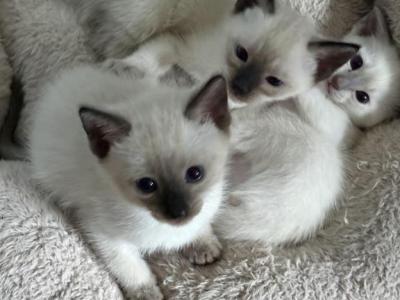Seal Males - Siamese - Gallery Photo #1