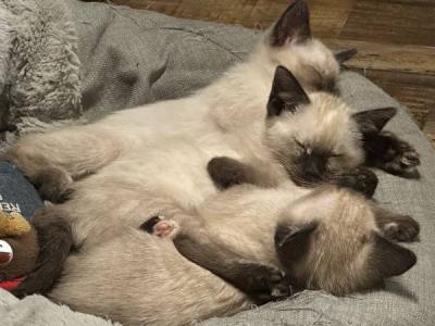 Chocolate Point Siamese Kittens - Siamese - Gallery Photo #1