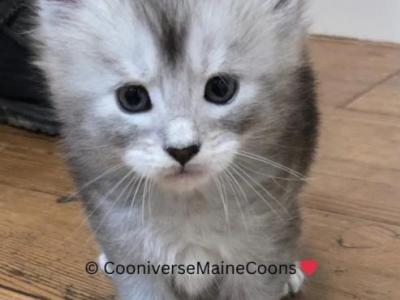 Daisy - Maine Coon - Gallery Photo #1