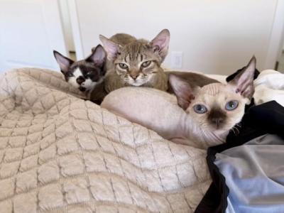 Gigi - Devon Rex - Gallery Photo #1