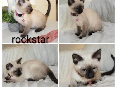 Rockstar - Siamese - Gallery Photo #1
