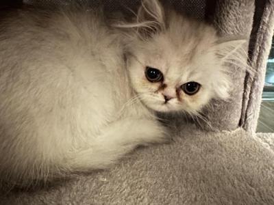 Gizmo Bella - Persian - Gallery Photo #1