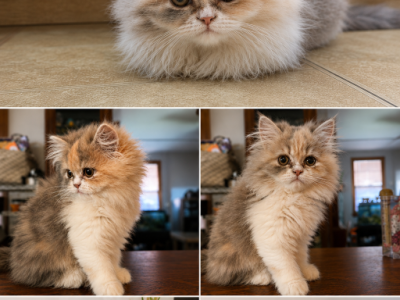 Dilute Calico Persian - Persian - Gallery Photo #1
