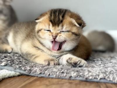 Lucy - Scottish Fold - Gallery Photo #1