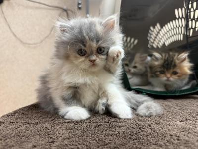 Cali - Persian - Gallery Photo #1