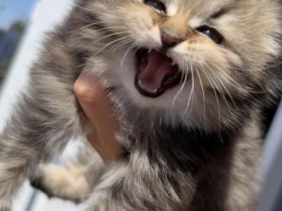 Kats - Scottish Fold - Gallery Photo #1