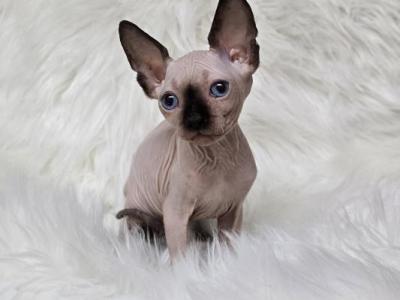 Valerian - Sphynx - Gallery Photo #1