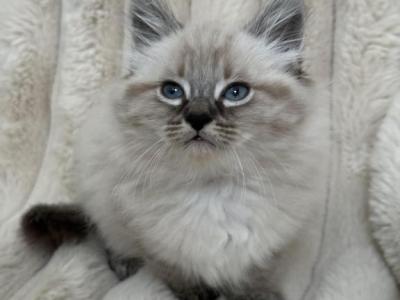 Cutest - Ragdoll - Gallery Photo #1