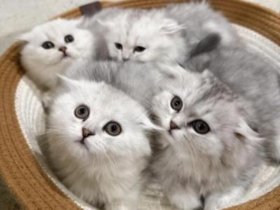 Dot  MinnieDot  Zibra  Kiki - Scottish Fold - Gallery Photo #1