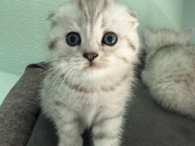 Rosie - Scottish Fold - Gallery Photo #1