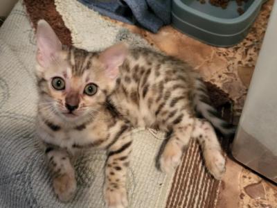 Female Silver Bengal - Bengal - Gallery Photo #1
