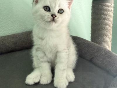 Albus - Scottish Straight - Gallery Photo #1