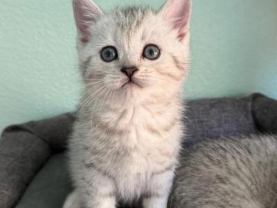 Felix - Scottish Straight - Gallery Photo #1