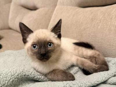 Naomi - Siamese - Gallery Photo #1