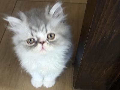 Gray Male Persian - Persian - Gallery Photo #1