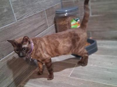 Roxy - Bengal - Gallery Photo #1