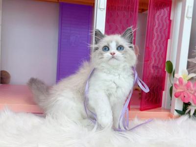 R122 - Ragdoll - Gallery Photo #1