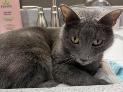Smokey - Russian Blue - Gallery Photo #1