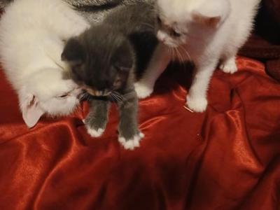 Persian Tiger Striped Mix - Persian - Gallery Photo #1