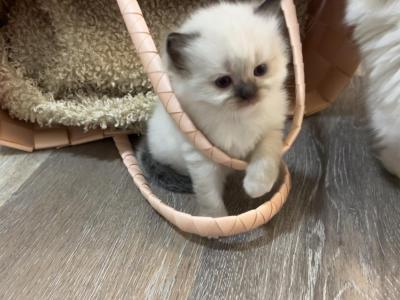 Early Summer - Ragdoll - Gallery Photo #1