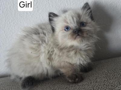 Siamese Babies - Siamese - Gallery Photo #1