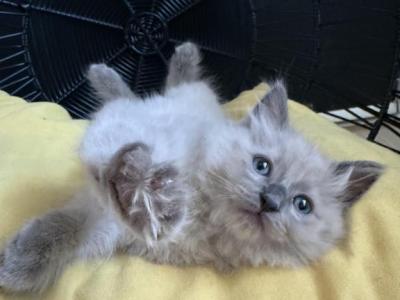Ni'ihau Bluepoint Mink Ragdoll Male - Ragdoll - Gallery Photo #1