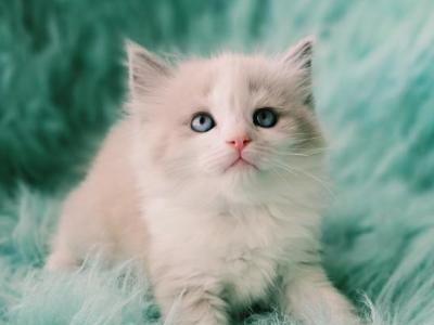 Lio Male Ragdoll - Ragdoll - Gallery Photo #1