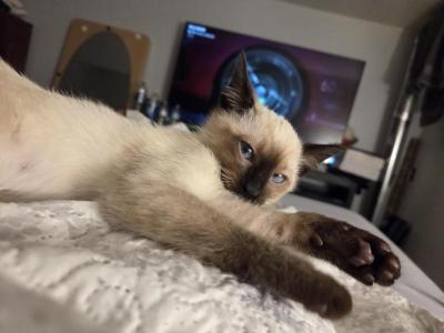 Plush - Domestic - Gallery Photo #1