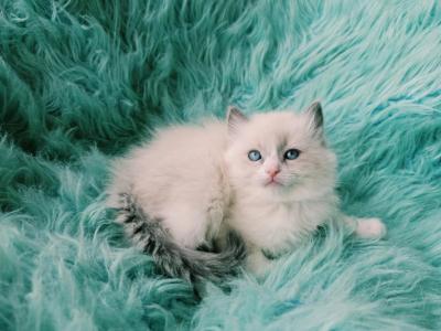 Rocky Male Ragdoll - Ragdoll - Gallery Photo #1