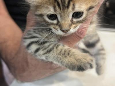 Savannah Lynx Mix - Savannah - Gallery Photo #1