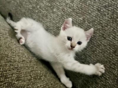 Savannah Lynx Kitten - Savannah - Gallery Photo #1