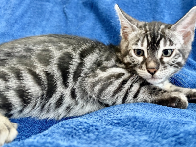 Kramer - Domestic - Gallery Photo #1