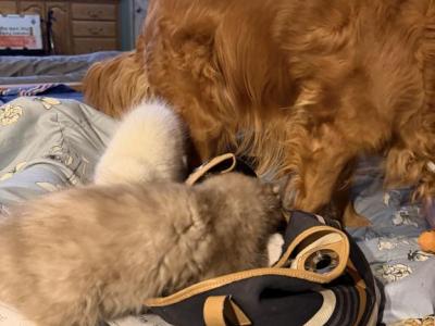 Princess - Ragdoll - Gallery Photo #1