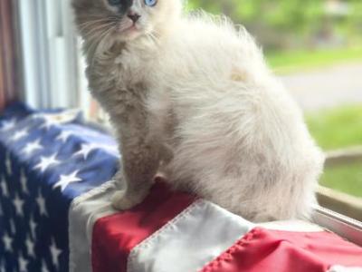 Blue Mitted Ragdoll - Ragdoll - Gallery Photo #1